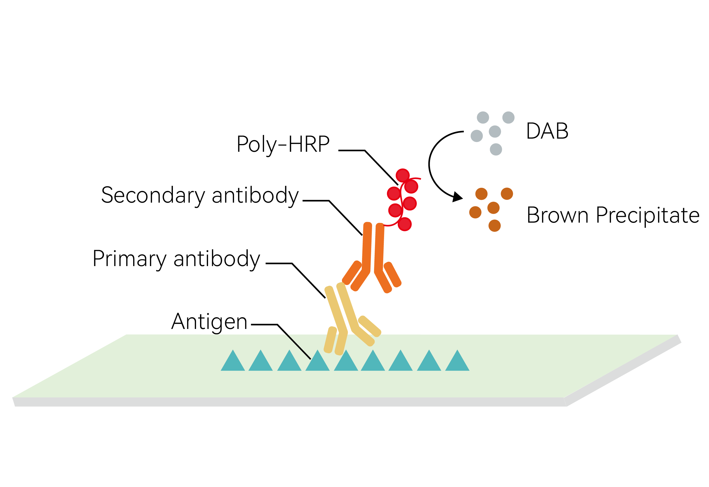 Principle of DAB chromogenic detection