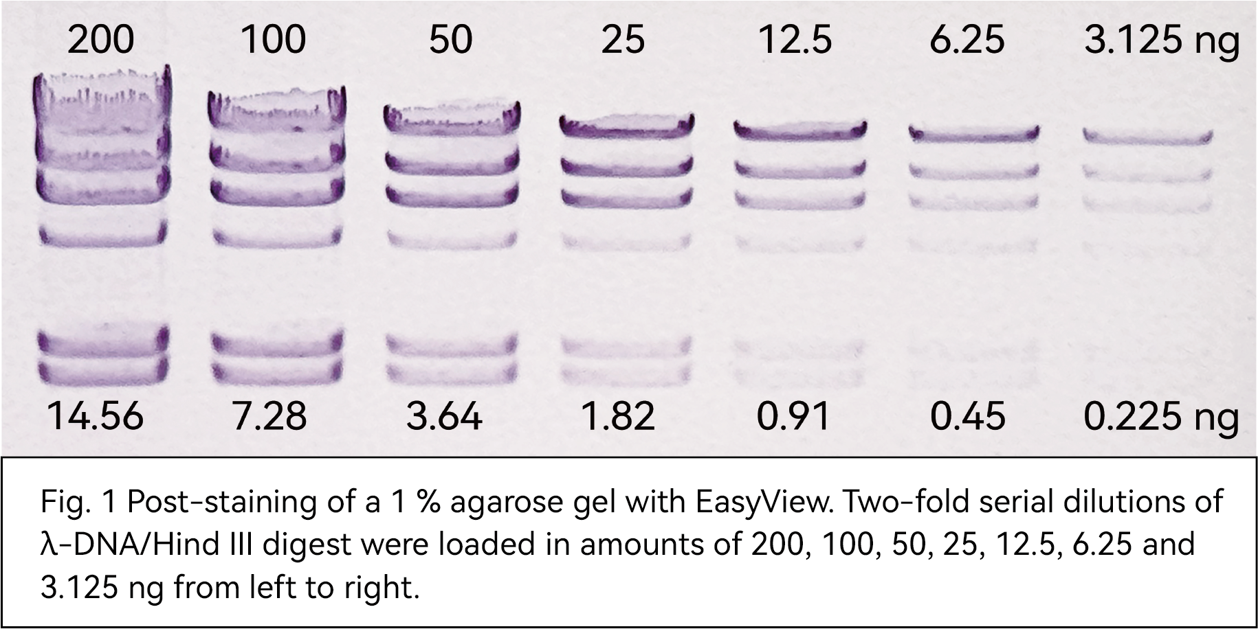 Post-staining of a 1 % agarose gel with GelViewer. Two-fold serial dilutions of1-DNA/Hind IIl digest were loaded in amounts of 200, 100, 50, 25, 12.5, 6.25 and3.125 ng from left to right.