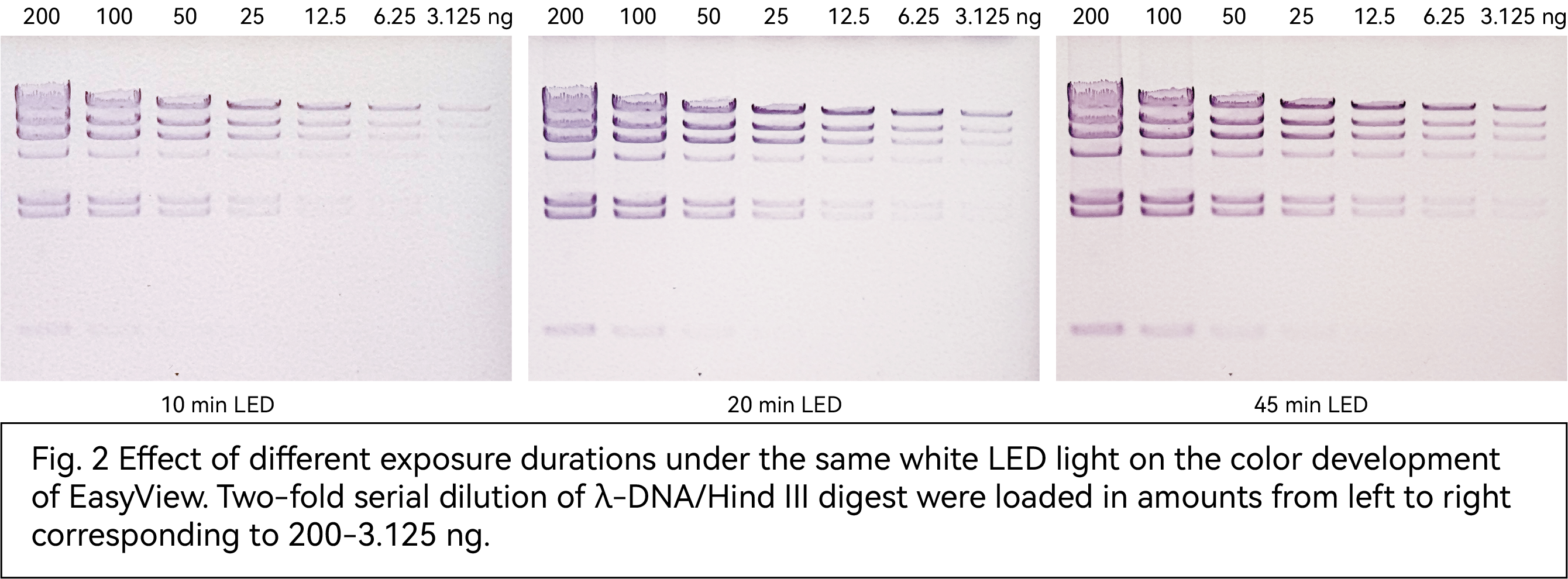 Effect of different exposure durations under the same white LED light on the color developmentof EasyView. Two-fold serial dilution of A-DNA/Hind Il digest were loaded in amounts from left to rightcorresponding to 200-3.125 ng.