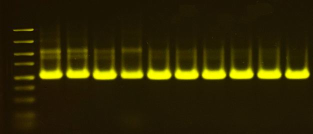 PCR products (1050 bp) stained with GelViewer and imaged using a blue-light transilluminator