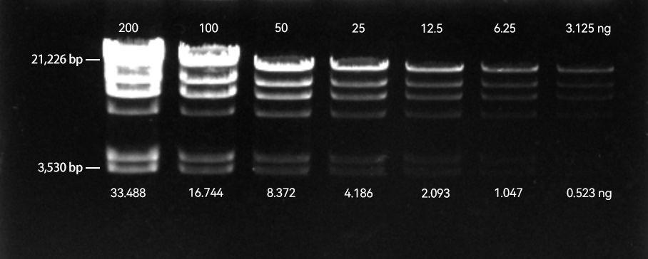 PCR products (1050 bp) stained with GelViewer and imaged using a blue-light transilluminator