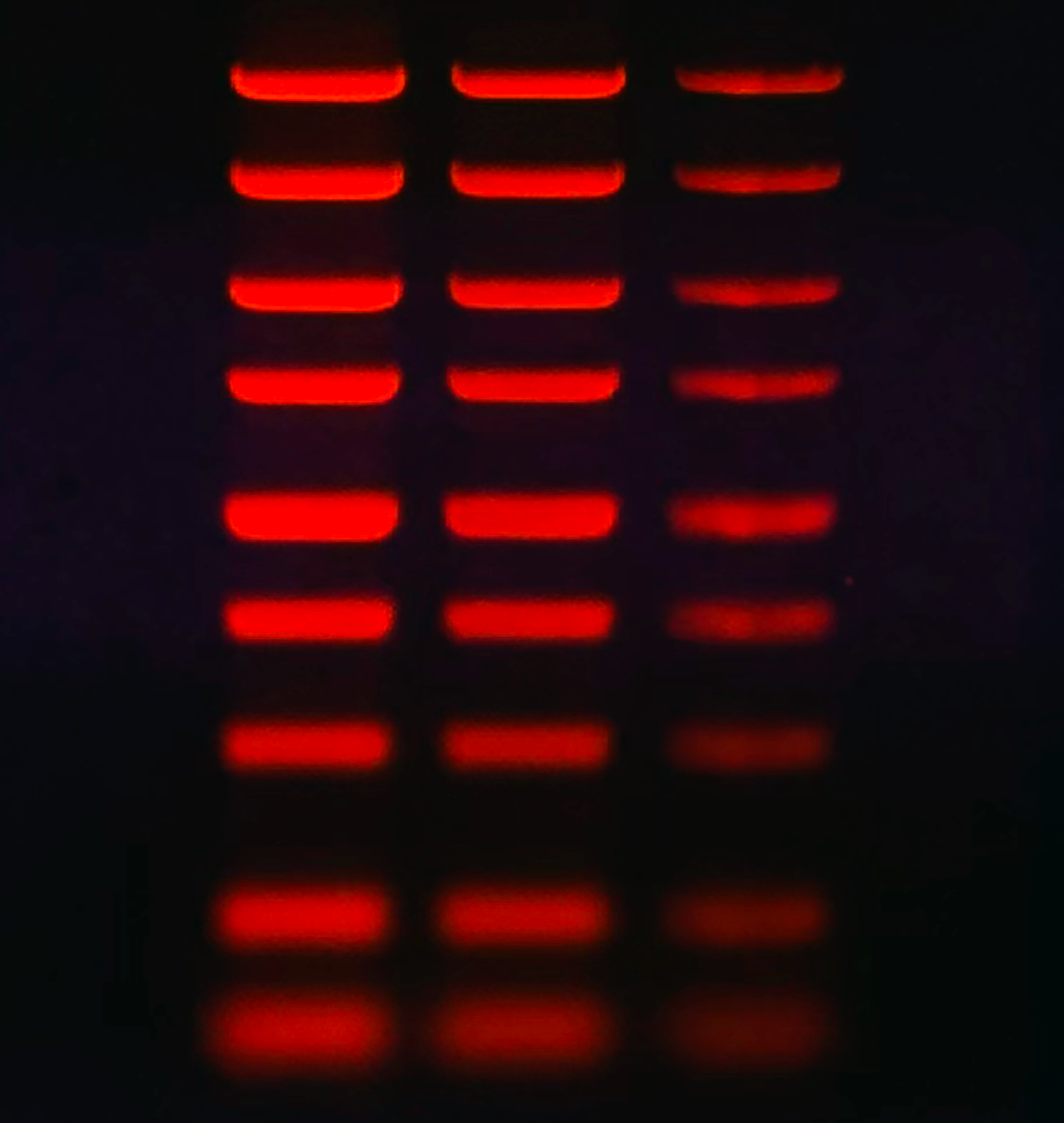DNA molecular weight ladder stained with JellyRed and imaged using a 300 nm UV transilluminator