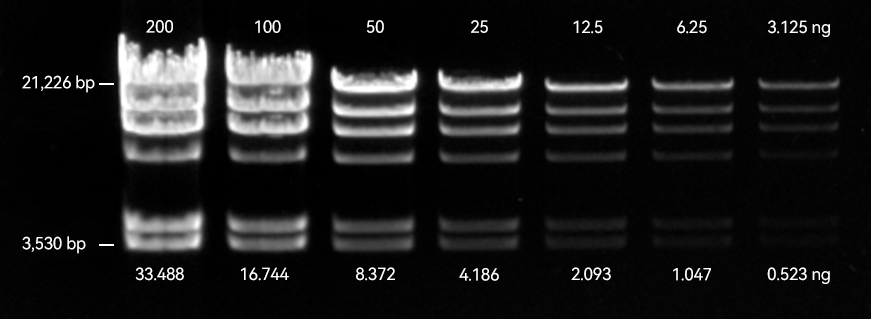 >Post-staining of a 1 % agarose gel with JellyRed