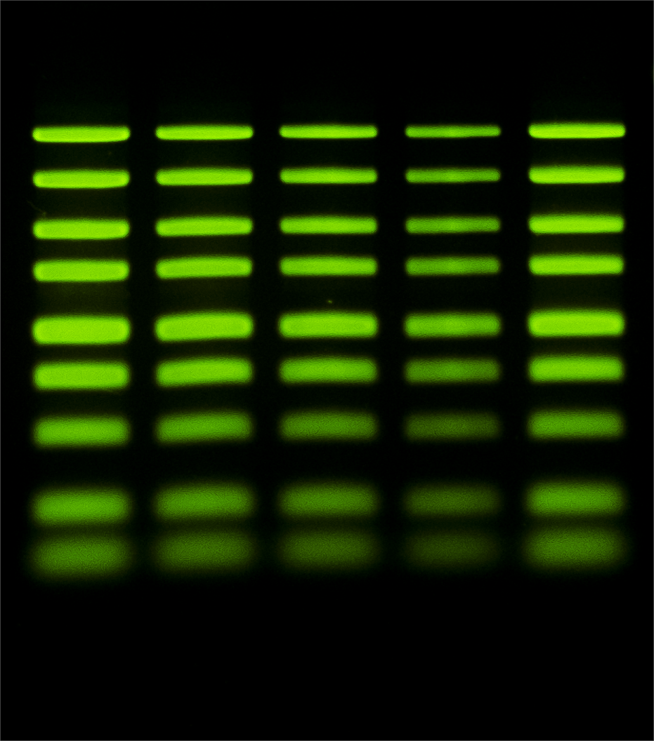 PCR products (1050 bp) stained with GelViewer and imaged using a blue-light transilluminator