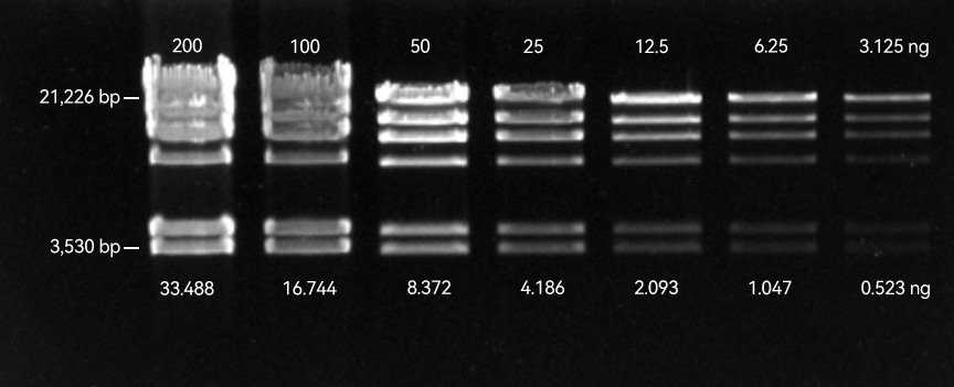 PCR products (1050 bp) stained with GelViewer and imaged using a blue-light transilluminator