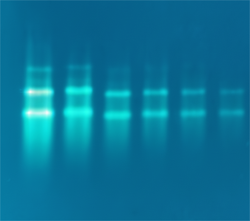 PCR products (1050 bp) stained with GelViewer and imaged using a blue-light transilluminator