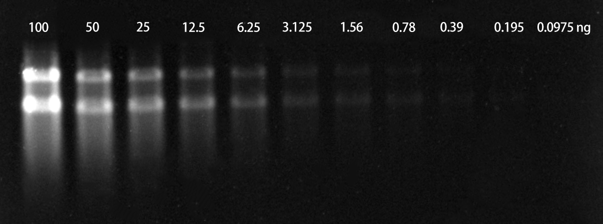 PCR products (1050 bp) stained with GelViewer and imaged using a blue-light transilluminator